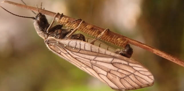 10:30: Eventyr under vatn: Sommarfugl | NRK Super | 11/10 2025