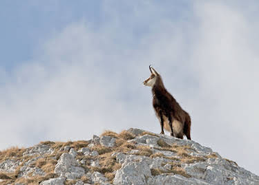13:20: Schladminger Bergwelten - Von Gipfeln und Gämsen | 3SAT | 5/3 2026
