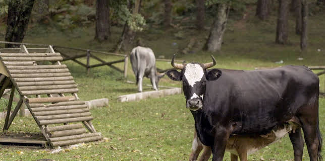 19:40: Re: Die heiligen Kühe der Mafia | Arte | 2/5 2026