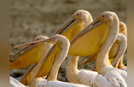 Tales From Zambia: Pride Lands