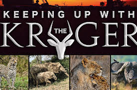 Keeping Up with the Kruger: Lion Collaring