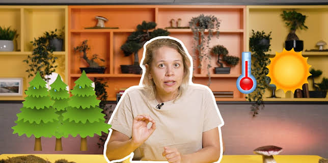 07:00: MausBlick: Forst und Wald | Das Erste | 3/8 2026