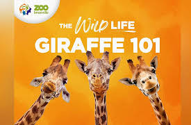The Wild Life: Giraffes 101