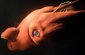 Planet Earth: Episode 11