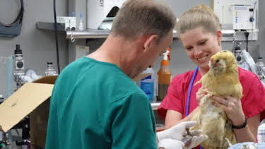 12:00 PM: Dr. Jeff: Rocky Mountain Vet (S3) | Discovery Channel | 6/27 2026
