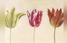 Crashes and Crises: Lessons from a History of Financial Disasters: The Tulip Bubble