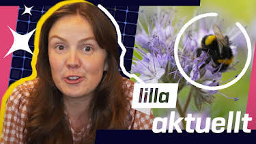 09:45: Lilla Aktuellt | Barnkanalen | 7/14 2026