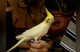 Petchannel Brasil: Jaquinha, The Cockatiel