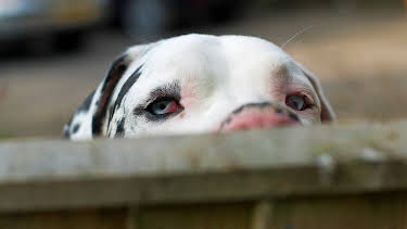 06:50: Animal Cops Houston (S7 E6) (S7) | Animal Planet | 4/12 2026