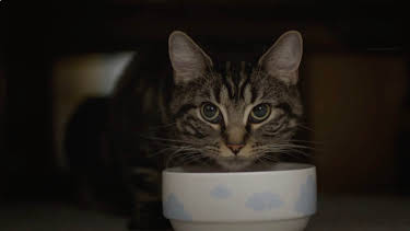 3:40 AM: Fur Babies | Channel 4 | 8/14 2026