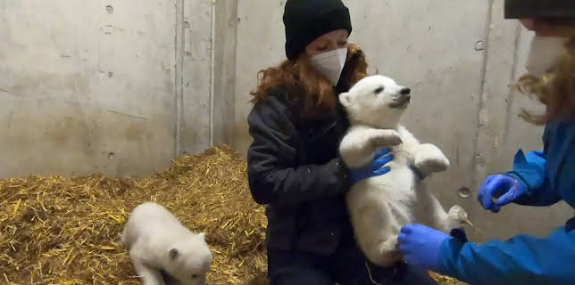 11:30: Die Nordreportage: Das erste Jahr der Eisbären-Zwillinge | NDR Fernsehen | 2/17 2026