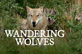 Wandering Wolves: Episode 1