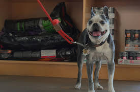 Dr. Barry, Season 1: Pet Cancer