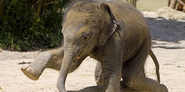 13:50: Neues aus dem Münchner Tierpark Hellabrunn | WDR Fernsehen | 2/26 2026