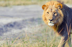 The Zoo: San Diego: Episode 4