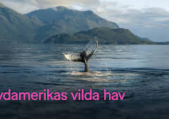 Sydamerikas vilda hav