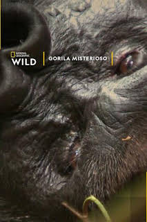 17:05: Gorila misterioso | Nat Geo Wild | 3/19 2026