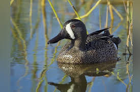 Wild Photo Adventures: Viera Wetlands