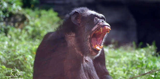 17:10: Seelöwe & Co. - tierisch beliebt | Radio Bremen | 2/10 2026