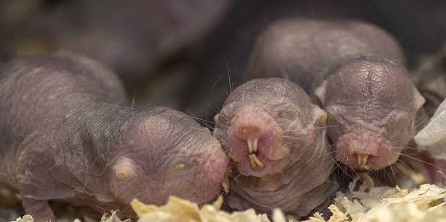 17:05: Zoobabies (30) | RBB Fernsehen | 1/19 2026