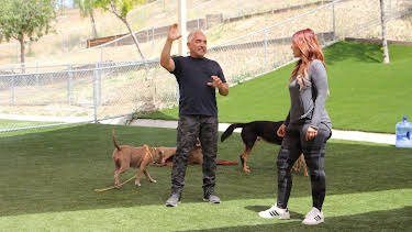 15:50: Cesar Millan: Better Human Better Dog - Bessere Menschen, bessere Hunde | Sixx | 3/29 2026