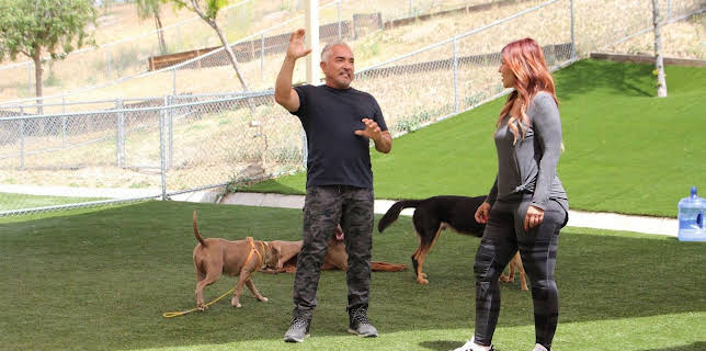 07:25: Cesar Millan: Better Human Better Dog - Bessere Menschen, bessere Hunde | Sixx | 2/8 2026