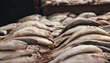 Giganten unter Wasser - Riesenfischen auf der Spur