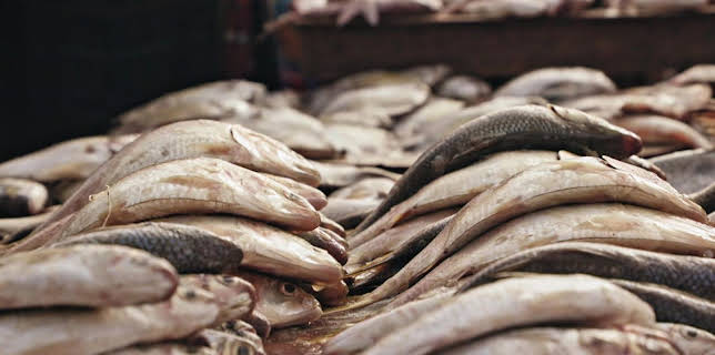 20:15: Giganten unter Wasser - Riesenfischen auf der Spur | Kabel Eins Doku | 1/2 2026