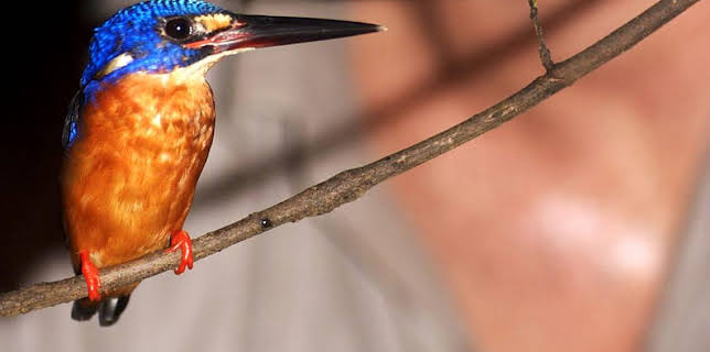 10:10 AM: Deadly 60 (S1) | CBBC | 12/2 2025