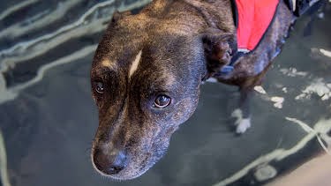 4:00 PM: The Supervet: Noel Fitzpatrick (S3 E3) (S3) | W | 4/8 2026