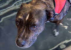 The Supervet: Noel Fitzpatrick