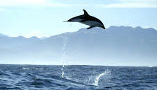 Wildes Neuseeland (1/3)