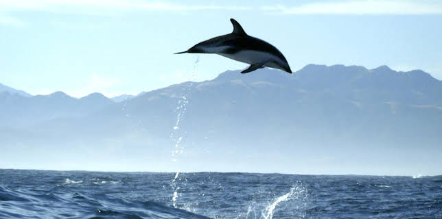 16:20: Wildes Neuseeland (1/3) | Arte | 3/23 2026