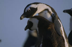 Penguin Town: Nästa generation