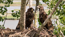 die nordstory Spezial - Im Reich der Seeadler