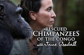 Rescued Chimpanzees of the Congo with Jane Goodall: The Big Move