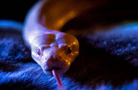 Too Old to Die Young: Volume 6: The High Priestess