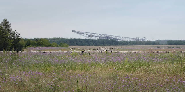 08:20: Planet Schule: Die Wildnis kehrt zurück - Die Lausitz | WDR Fernsehen | 11/3 2025