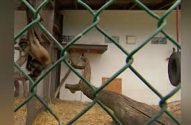 Dog's Best Friend: Episode 7