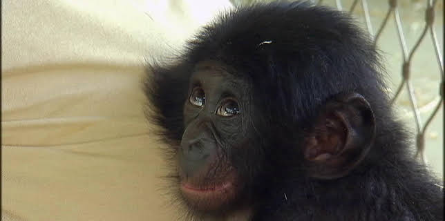 05:45: Giraffe, Erdmännchen & Co. (109) | HR Fernsehen | 11/10 2025