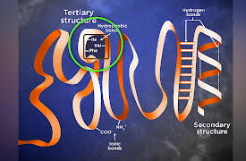 Biochemistry and Molecular Biology: How Life Works: From Peptide Bonds to Protein Structure