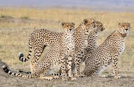 Big Cat Tales: Episode 5