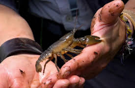 Brave Wilderness: Rare Blue Crayfish