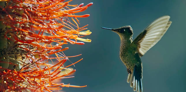 08:55: Unser grüner Planet | ZDFneo | 1/3 2026