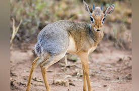 Food, Science, and the Human Body: Did Meat Eating Make Us Human?