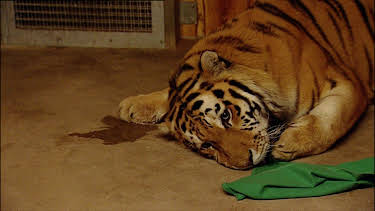 13:25: Elefant, Tiger & Co. (285) | MDR Fernsehen | 4/1 2026