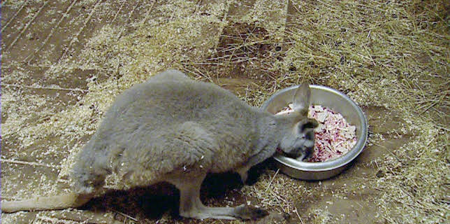 14:25: Elefant, Tiger & Co. (228) | MDR Fernsehen | 1/12 2026