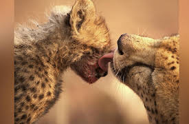 Man, Cheetah, Wild: Man, Cheetah, Wild