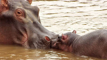 3:30 PM: Serengeti (S3) | BBC Two | 8/28 2026