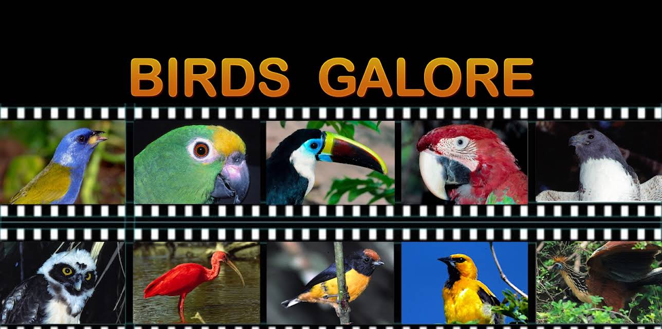 Birds Galore (2022)